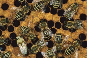 Beehive