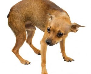 Tail Between Legs