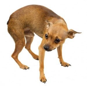 Tail Between Legs Calvinists