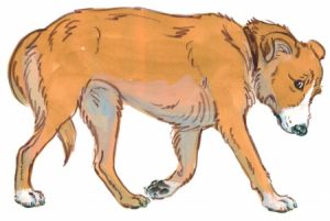 Tail Between Legs stert tussen bene Calviniste